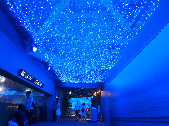 クラゲのショーやナイトアクアリウム。楽しみながら学べる新江ノ島水族館に出かけよう