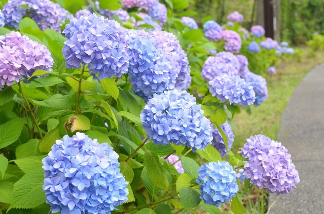 小田原城あじさい花菖蒲まつり