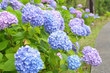 小田原城あじさい花菖蒲まつり