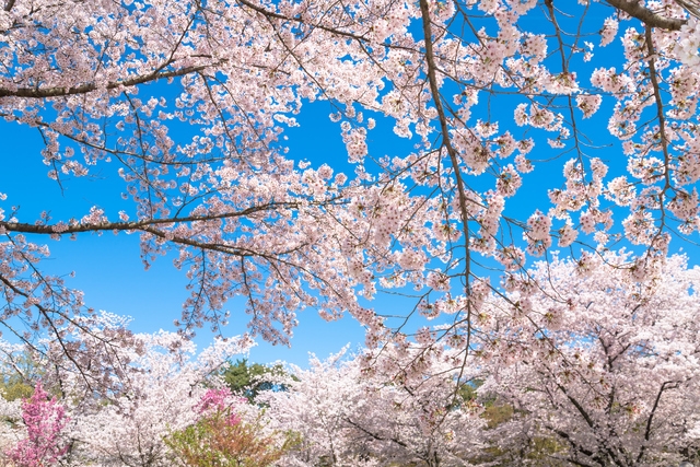 北久里浜桜まつり