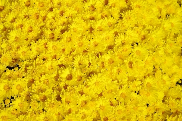 小田原城菊花展