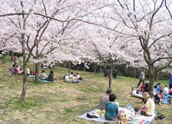 その眺めの良さから「かながわの景勝50選」に選ばれました。また、古くから桜の名所としても有名です。