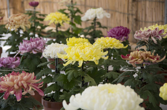 神奈川県菊花大会