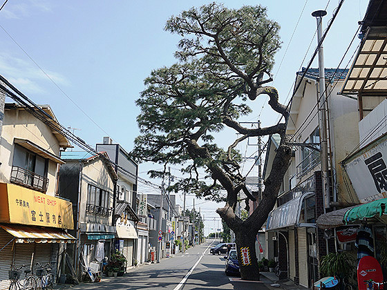 平塚市の気になる木　袖が浜の商店街を突き抜ける「扇松」