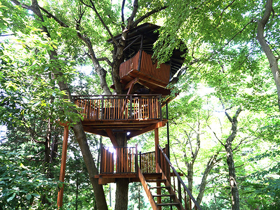 木の上からこんにちは。茅ヶ崎市で貴重なツリーハウス体験ができる！