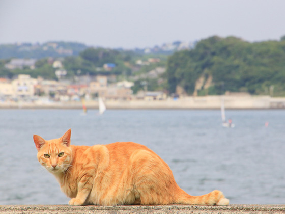 江の島の「ねこちゃん」＆ 可愛すぎる「こねこちゃん」その3 - かなっぺ湘南版｜出かけよう！かながわの地域ポータルサイト for Smartphone