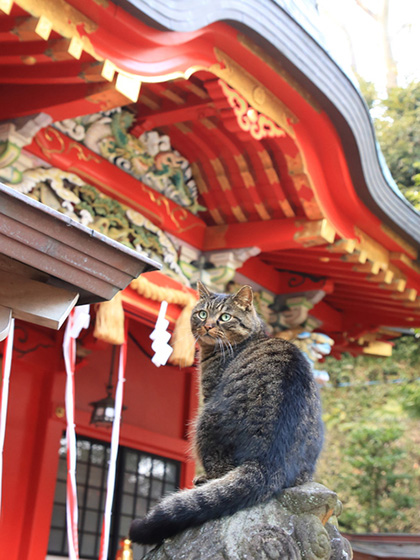 江の島の「ねこちゃん」＆ 可愛すぎる「こねこちゃん」その3 - かなっぺ湘南版｜出かけよう！かながわの地域ポータルサイト for Smartphone